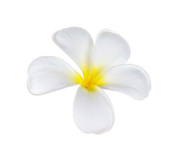 istock frangipani flower isolated on white 539015698