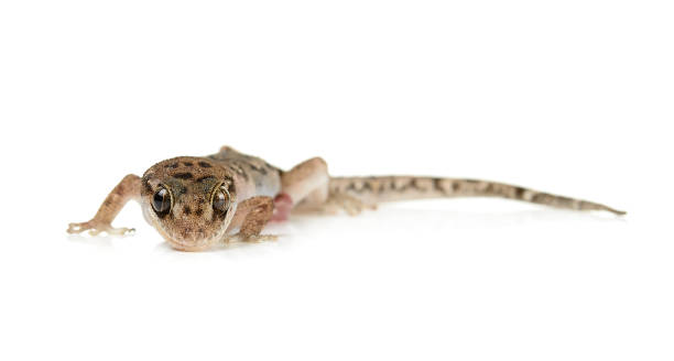 istock brown spotted gecko reptile isolated 539015906