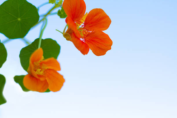 Wild edible orange nasturtium against a pale blue sky background with plenty of copy space. Close-Up. Shot in the Aeolian Islands, Italy.