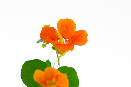 Wild edible orange nasturtium against a white sky background with plenty of copy space. Close-Up. Shot in the Aeolian Islands, Italy.
