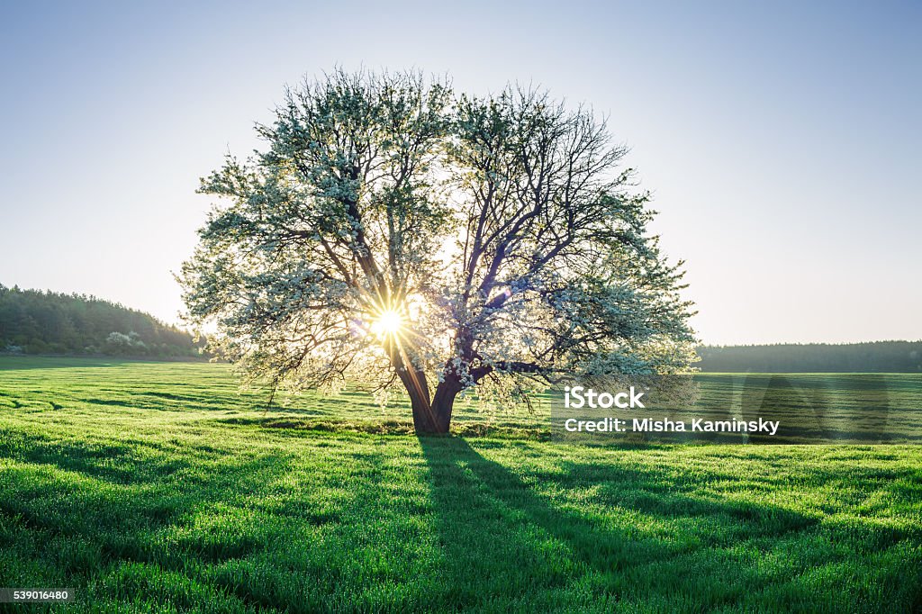 Spring field Beautiful rural scene of dewy spring field on sunrise Tree Stock Photo