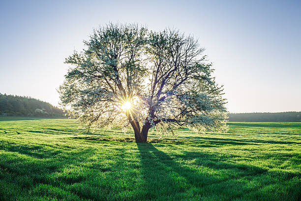 Spring field Beautiful rural scene of dewy spring field on sunrise renewable energy photos stock pictures, royalty-free photos & images