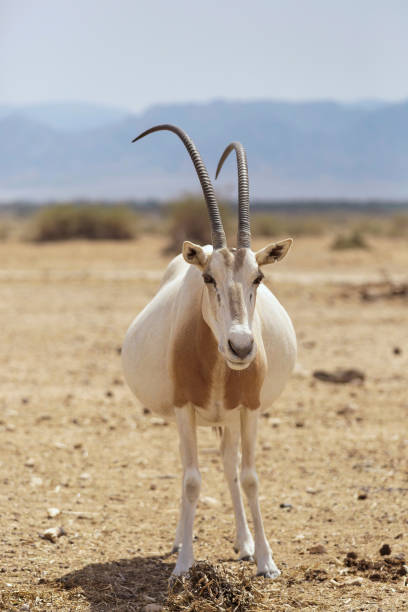 istock Arabian Oryx in the desert 539016500
