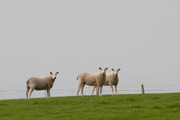 Three sheep stand on hillside looking towards camera after just been sheared, looking naked but clean.
