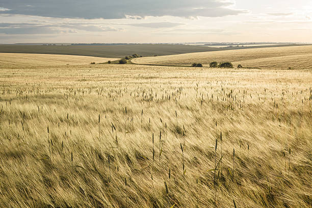 di orzo campi - barley grass foto e immagini stock