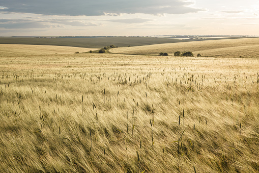 Scenic landscape view of rolling hills and pastoral countryside farmland in Moonzie near Cupar in Fife, Scotland, UK.