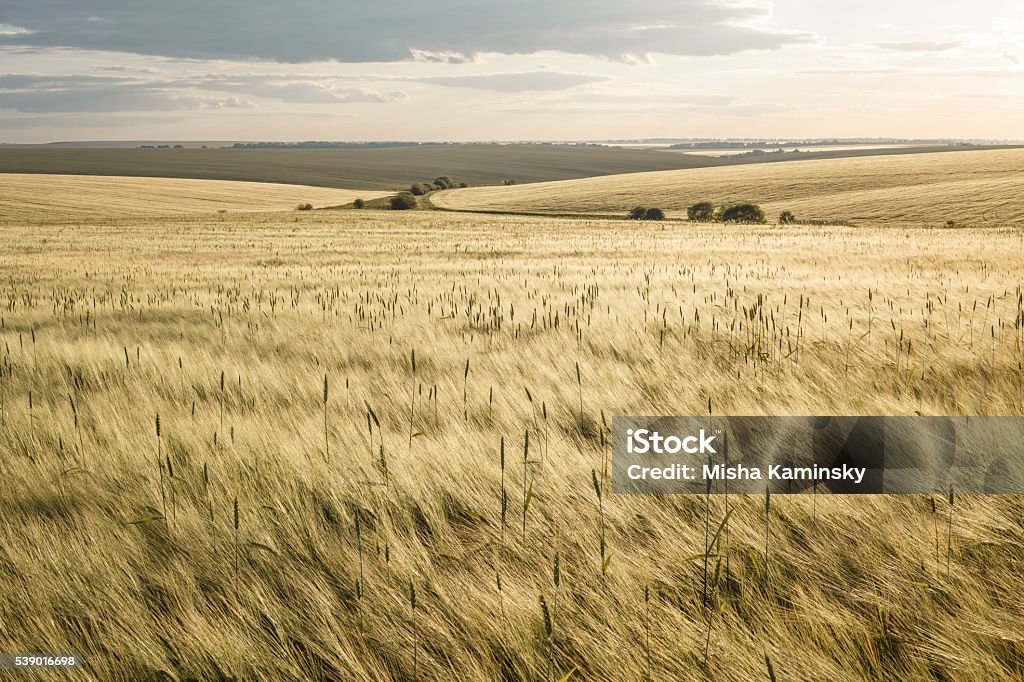 Barley fields Beautiful rural scene of barley fields on sunset Ukraine Stock Photo