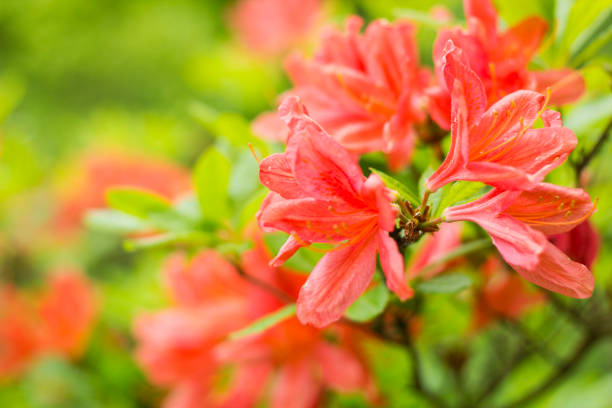 istock Rhododendron japonicum. Blooming 539017304