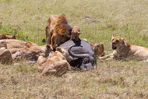 Lions Feeding - lions eats the prey against the backdrop of the savannah, Kenya, Africa