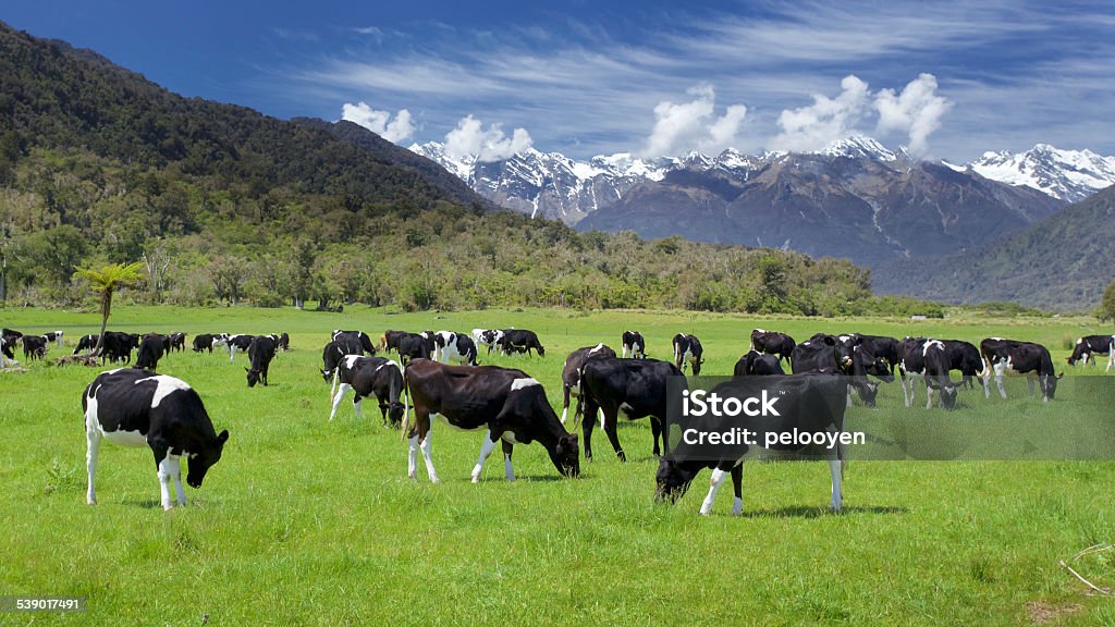 friesian Kühe - Lizenzfrei Neuseeland Stock-Foto