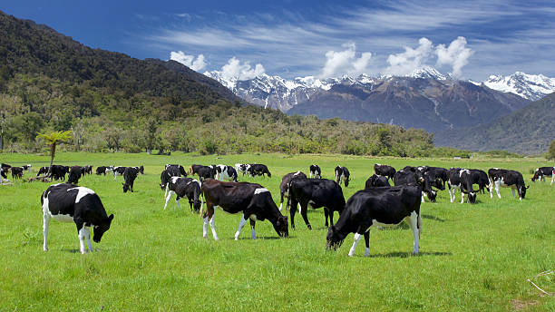vacas friesian - mountain pastures fotografías e imágenes de stock