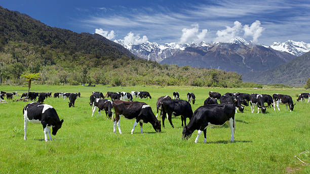 friesian vaches - mountain pastures photos et images de collection