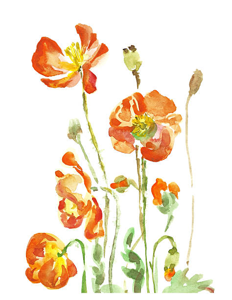mak kwiaty akwarela ręczne malowanie - poppy single flower red white background stock illustrations