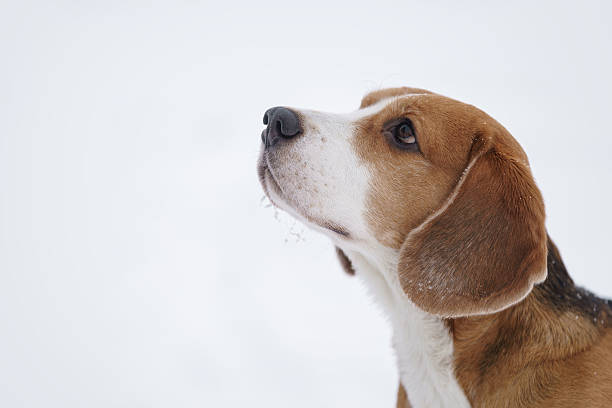 istock beagle dog outdoor portrait in winter 539018562