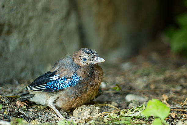 Eurasian jays, Garrulus glandarius