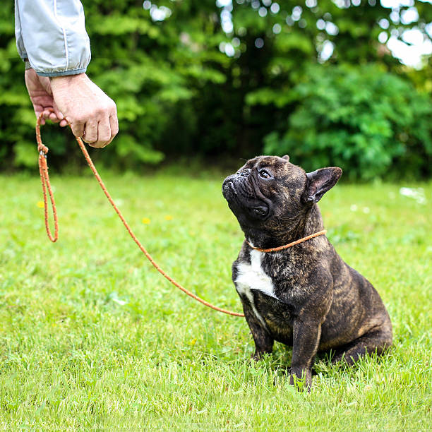 French Bulldog on leash