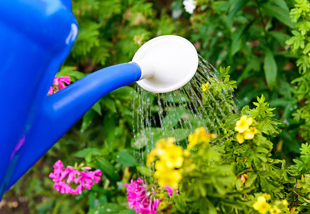 istock Watering flowers with a watering can 539019567