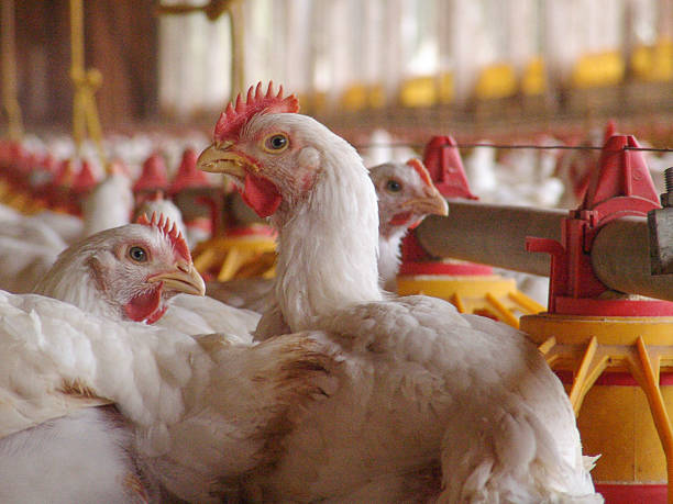 チキンの農場 - 家禽 ストックフォトと画像