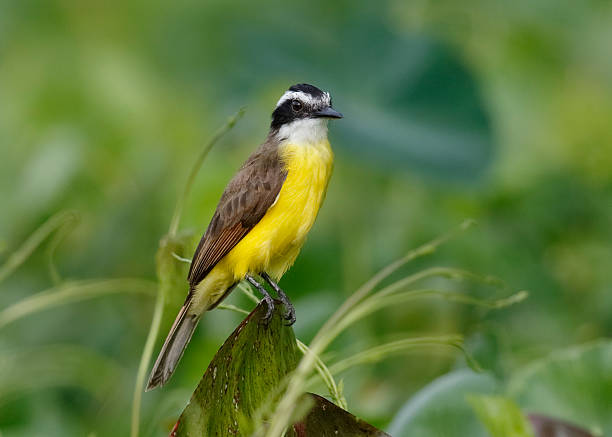 istock Lesser Kiskadee Perched on a Stump , Panama 539020354