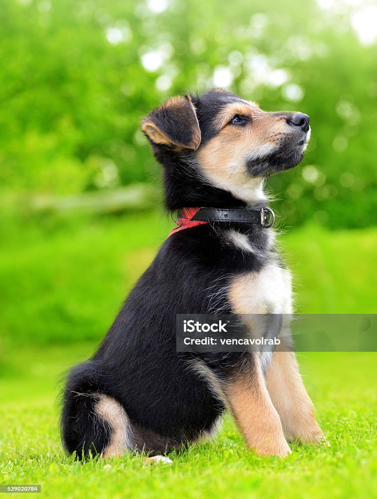 Chó Lai Chó Con Dễ Thương Hình ảnh Sẵn có - Tải xuống Hình ảnh Ngay bây giờ  - Chó, Chó con, Chó lai - iStock