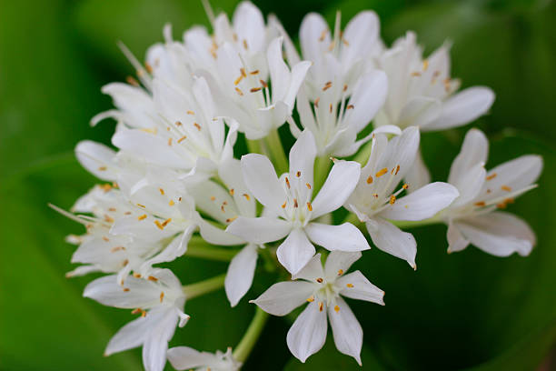 istock Beautiful White colorful  Flowers 539022376