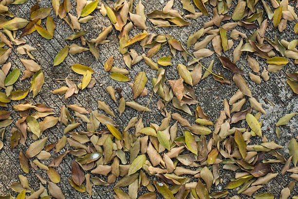 istock Dry brown the leaves on concrete in winter 539023396