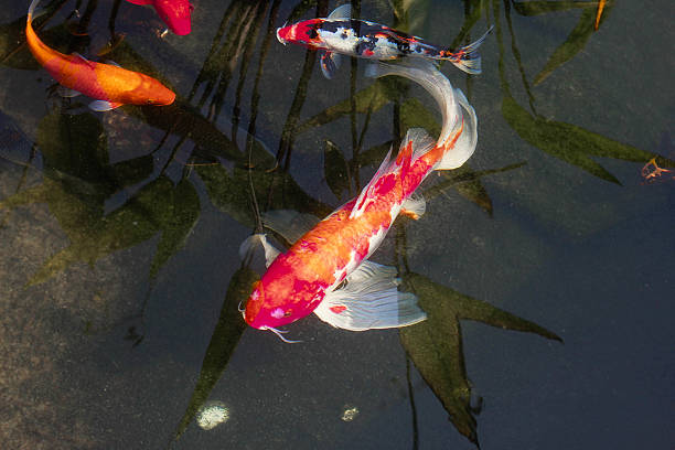 istock CARP, A freshwater fish of the carp. 539023706