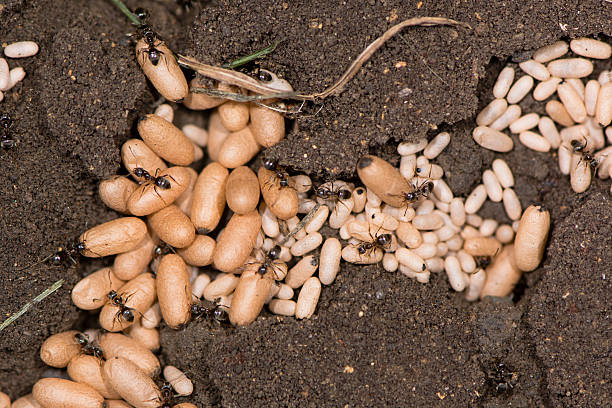 Red Ants eggs for cooking is very delicious, Thailand