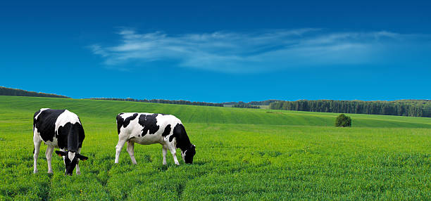 istock Farm cows grazing in a summer meadow. 539023802