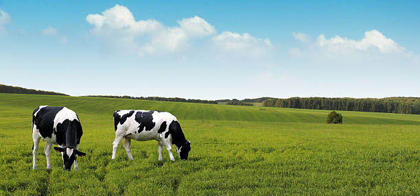 vaches laitières paissant sur été champs agricoles. - vache photos et images de collection