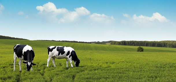 Cows and wind turbines in a green field