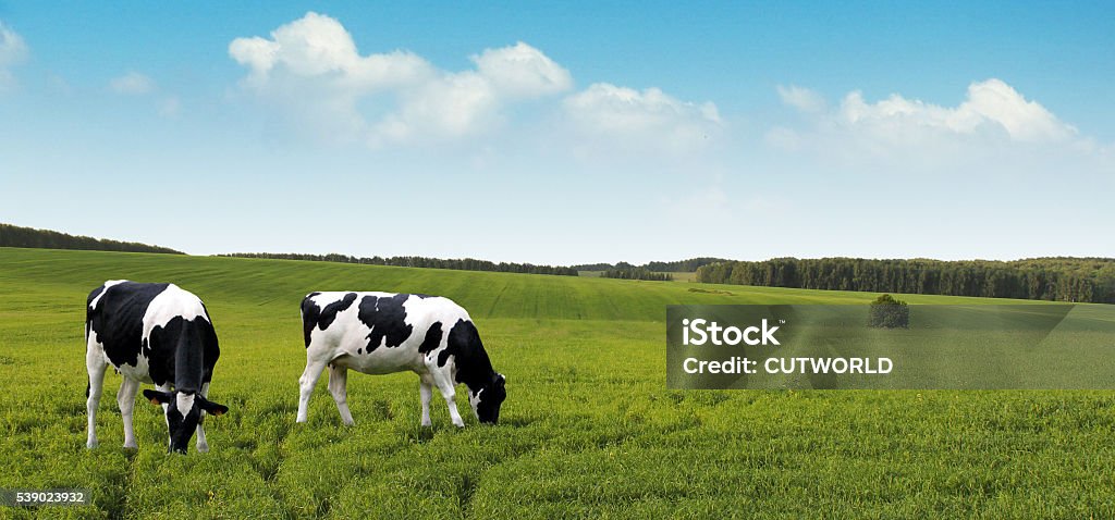 Dairy cows grazing on summer farm fields. Grazing dairy cows for the dairy industry banner.  Cow Stock Photo