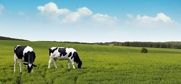 Dairy cows grazing on summer farm fields. Grazing dairy cows for the dairy industry banner.  dairy product photos stock pictures, royalty-free photos & images