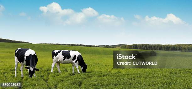 Dairy Cows Grazing On Summer Farm Fields Stock Photo - Download Image Now - Cow, Agricultural Field, Farm