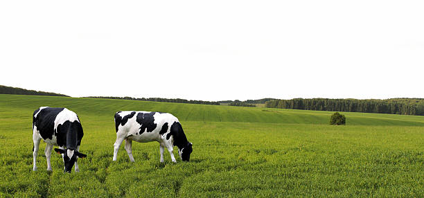 istock Cows grazing in a summer meadow. 539024056