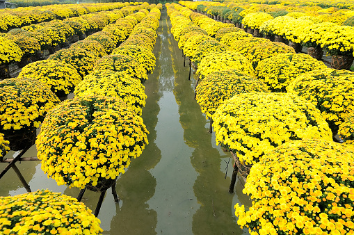 Daisies flowers is to prepare for Tet Holidays or Lunar New Year in Vietnam. 