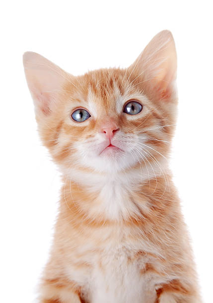 istock Portrait of a red kitten. 539024819