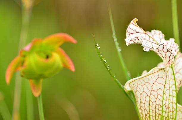 istock White top pitcher plant trumpet and flower 539024934