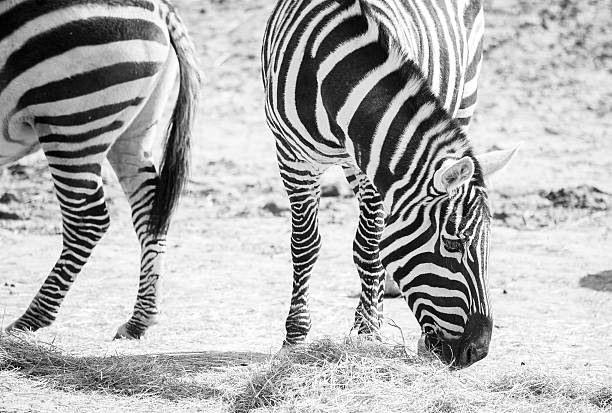 istock Zebras grazing in the nature 539025002