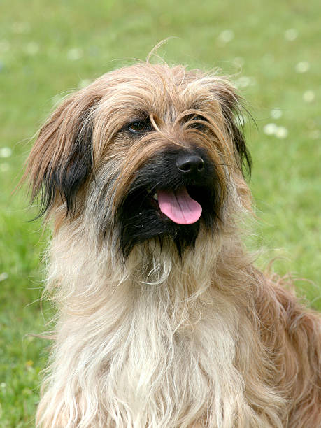 istock Typical Pyrenean Sheepdog on a green grass lawn 539025552