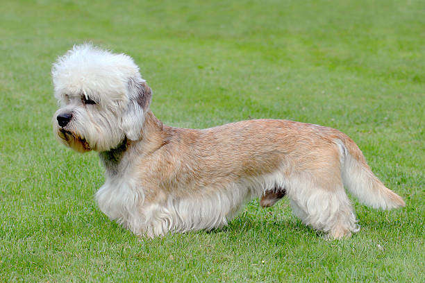 istock Typical Dandie Dinmont Terrier on a green grass lawn 539026094