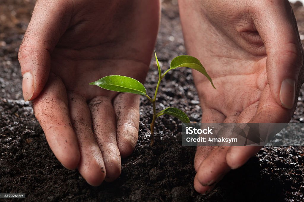 hands holding green plant hands holding and caring a young green plant in the rain 2015 Stock Photo