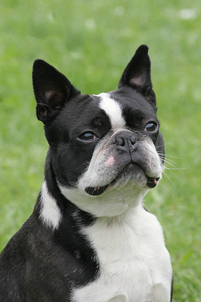 istock Typical Boston Terrier  on a green grass lawn 539026482