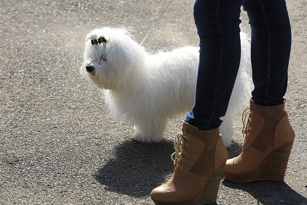 istock Beautiful white Bichon Maltese 539026535