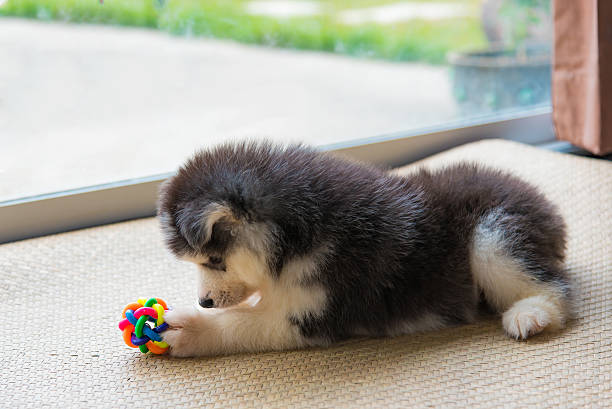 istock Siberian husky puppy 539026558