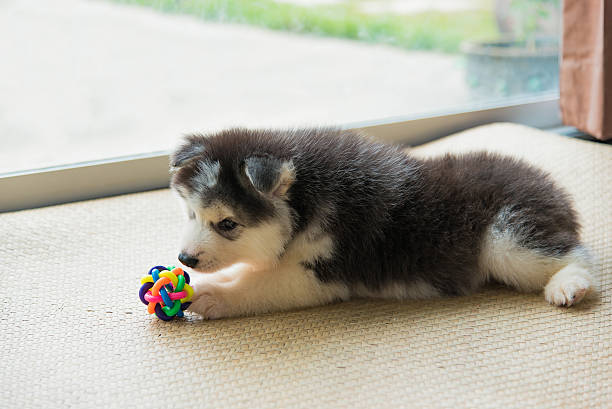 istock Siberian husky puppy 539026732
