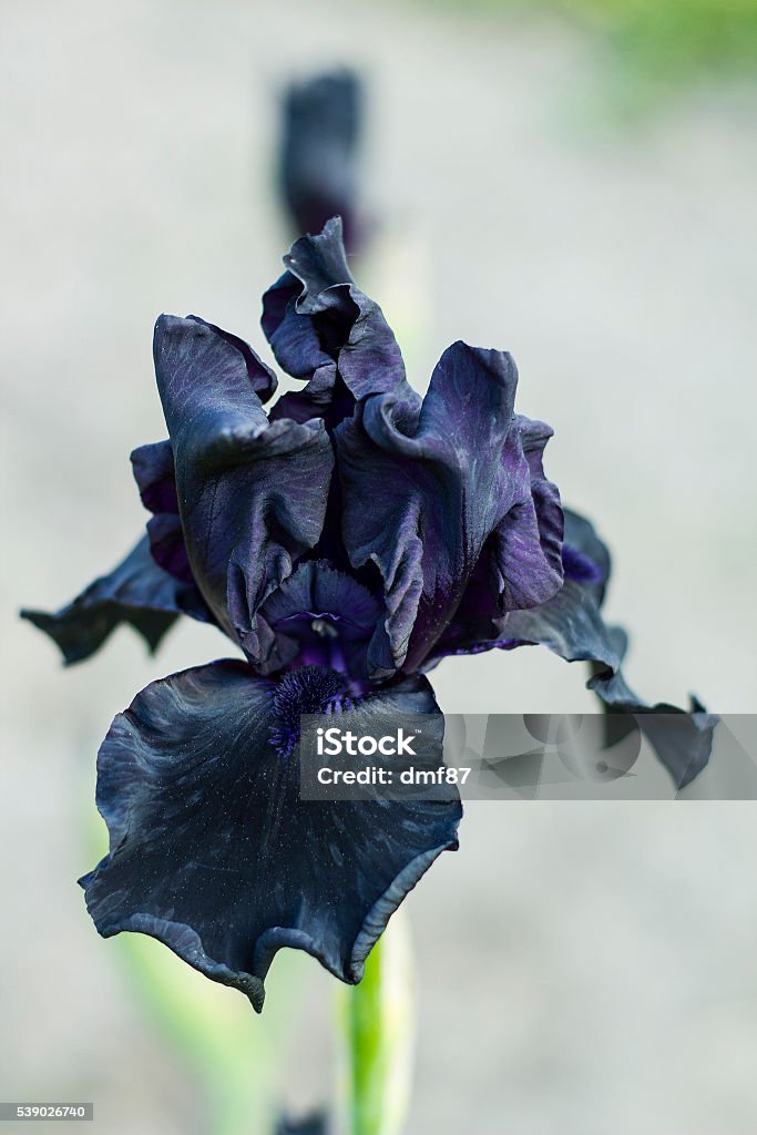 Iris Flor Pétalos Con Negro Púrpura Oscura Foto de stock y más banco de  imágenes de Aire libre - Aire libre, Amor, Belleza - iStock