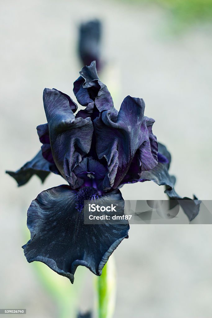 Iris Flor Pétalos Con Negro Púrpura Oscura Foto de stock y más banco de imágenes de Aire libre - Aire libre, Amor, Belleza - iStock Iris Flor Pétalos Con Negro Púrpura Oscura Foto de stock y más banco de imágenes de Aire libre - Aire libre, Amor, Belleza - iStock