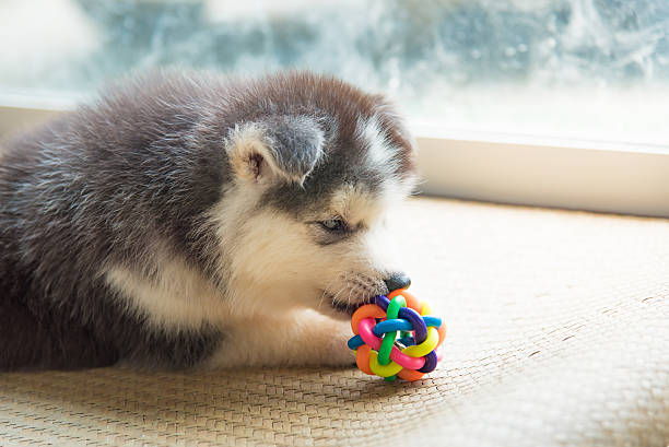 istock Siberian husky puppy 539026850