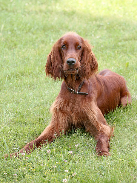 istock Typical Irish Red Setter  on a green grass lawn 539026892